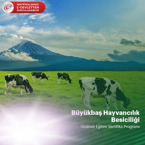 Büyükbaş Hayvan Besiciliği Sertifikası