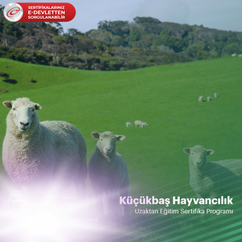 Küçükbaş Hayvancılık Sertifikası