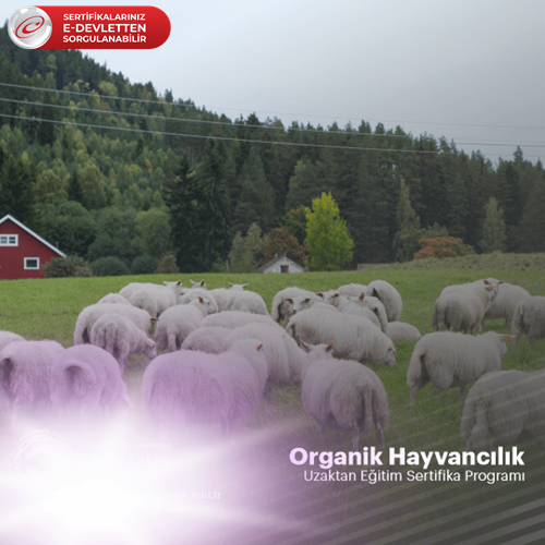Organik Hayvancılık Eğitimi Sertifika Programı